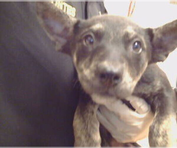 Medium Photo #1 Mutt Puppy For Sale in Sacramento, CA, USA