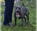 Small #2 American Pit Bull Terrier Mix