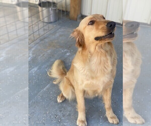Medium Photo #1 Golden Retriever Puppy For Sale in FORT GIBSON, OK, USA