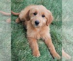 Small Photo #22 Goldendoodle (Miniature) Puppy For Sale in SYRACUSE, IN, USA
