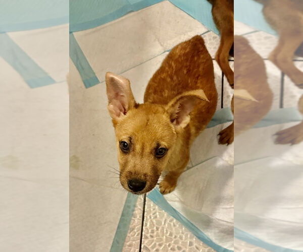 Medium Photo #2 Carolina Dog Puppy For Sale in San Diego, CA, USA