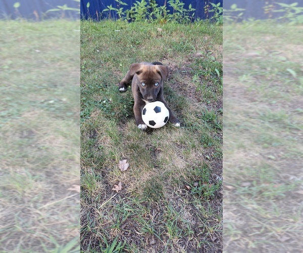 Medium Photo #1 American Pit Bull Terrier-Siberian Husky Mix Puppy For Sale in NEW BETHLEHEM, PA, USA
