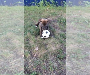 American Pit Bull Terrier-Siberian Husky Mix Puppy for sale in NEW BETHLEHEM, PA, USA