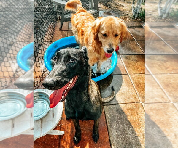 Medium Photo #3 Mutt Puppy For Sale in Imlay City, MI, USA