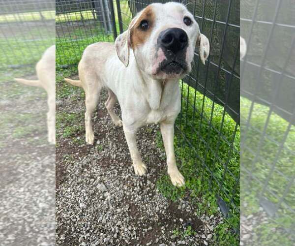 Medium Photo #2 Mutt Puppy For Sale in Abbeville, LA, USA