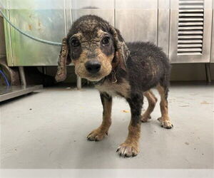 Labrador Retriever-Unknown Mix Dogs for adoption in Waco, TX, USA