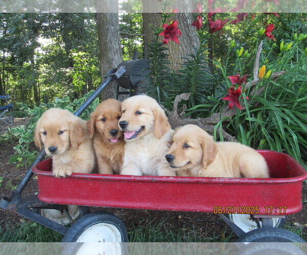 Medium Photo #2 Golden Retriever Puppy For Sale in SINGERS GLEN, VA, USA