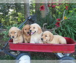 Small #1 Golden Retriever