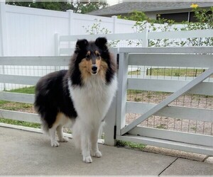 Collie Puppy for sale in VENICE, FL, USA