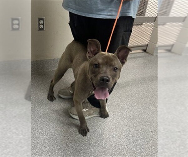 Medium Photo #1 American Staffordshire Terrier-Unknown Mix Puppy For Sale in Pasadena, TX, USA