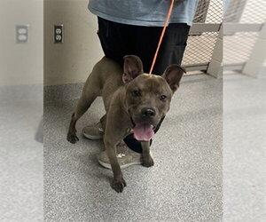 American Staffordshire Terrier-Unknown Mix Dogs for adoption in Pasadena, TX, USA