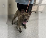 Small American Staffordshire Terrier Mix