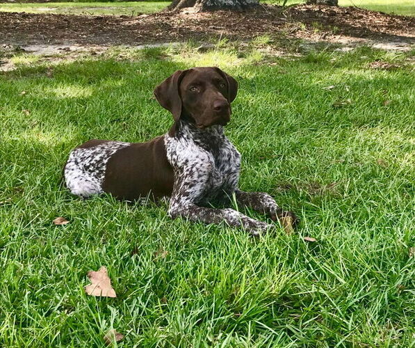 Medium Photo #1 German Shorthaired Pointer-Goldendoodle Mix Puppy For Sale in WILLACOOCHEE, GA, USA