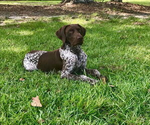 Father of the German Shorthaired Pointer-Goldendoodle Mix puppies born on 10/16/2025