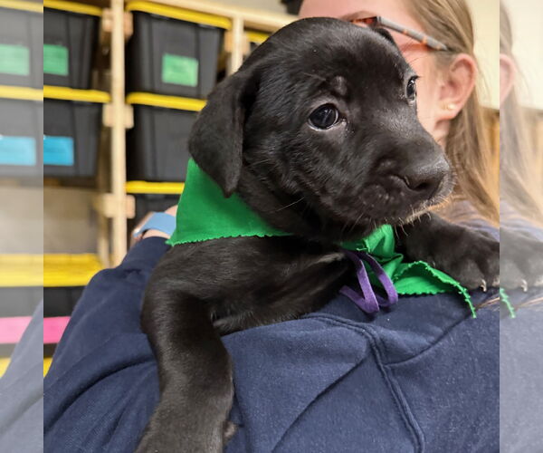 Medium Photo #3 Labrador Retriever-Unknown Mix Puppy For Sale in GILBERTS, IL, USA