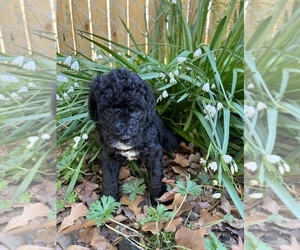 Labradoodle Puppy for Sale in JACKSONVILLE, North Carolina USA