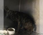 Small German Shepherd Dog