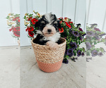 Puppy 5 Aussiedoodle Miniature 