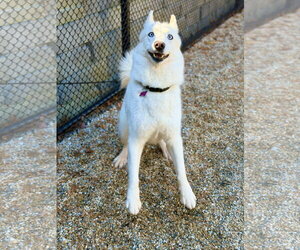 Luna - Female Siberian Husky Dog for Adoption - Photo #2