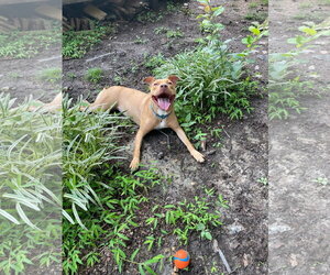 American Staffordshire Terrier-Unknown Mix Dogs for adoption in Holly Springs, NC, USA