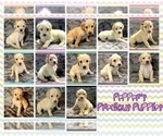 Small Photo #5 Goldendoodle Puppy For Sale in BATON ROUGE, LA, USA