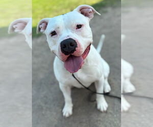 American Pit Bull Terrier-Unknown Mix Dogs for adoption in Virginia Beach, VA, USA