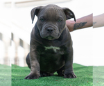 Small Photo #17 American Bully Puppy For Sale in SANTA CRUZ, CA, USA
