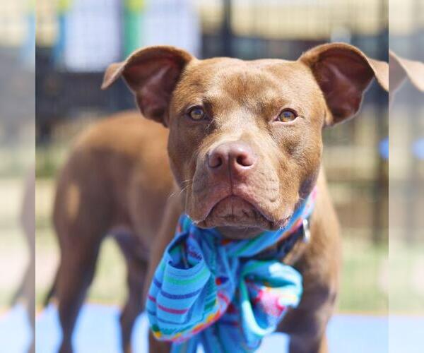 Medium Photo #1 American Staffordshire Terrier-Unknown Mix Puppy For Sale in San Antonio, TX, USA