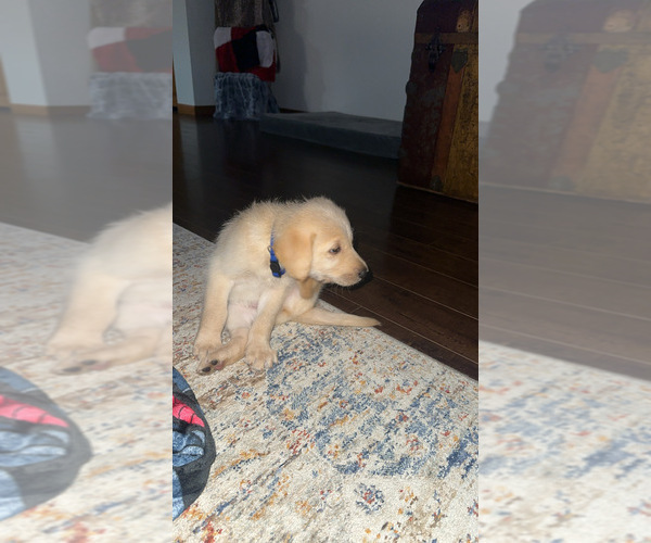 Medium Photo #10 Labradoodle Puppy For Sale in KIRKSVILLE, MO, USA