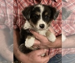 Small Photo #1 Miniature Australian Shepherd Puppy For Sale in FORT MORGAN, CO, USA