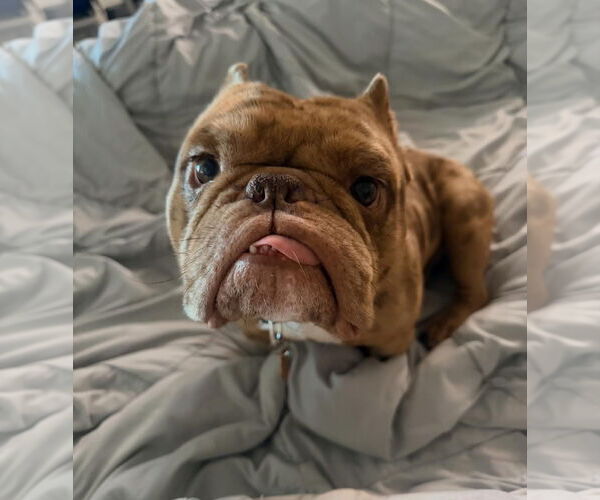 Medium Photo #3  Puppy For Sale in , 