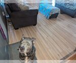 Small #4 Mutt