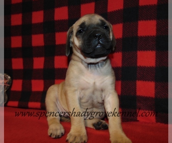 Medium Photo #2 Mastiff Puppy For Sale in CABOOL, MO, USA