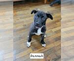 Small #3 Great Pyrenees-Mastiff Mix