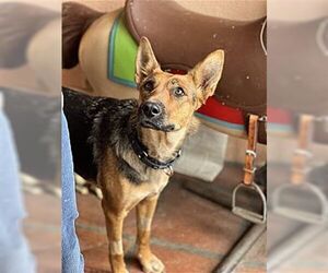 Australian Kelpie-German Shepherd Dog Mix Dogs for adoption in Dana Point, CA, USA