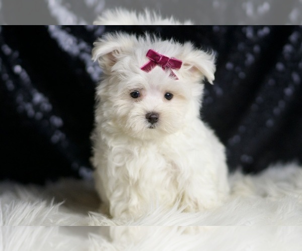 Medium Photo #7 Maltese Puppy For Sale in WARSAW, IN, USA