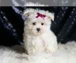 Small #6 Maltese