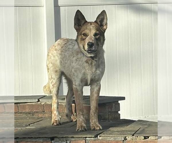 Medium Photo #3 Mutt Puppy For Sale in Woodbury, NY, USA