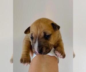 Miniature Bull Terrier Puppy for sale in POMPANO BEACH, FL, USA