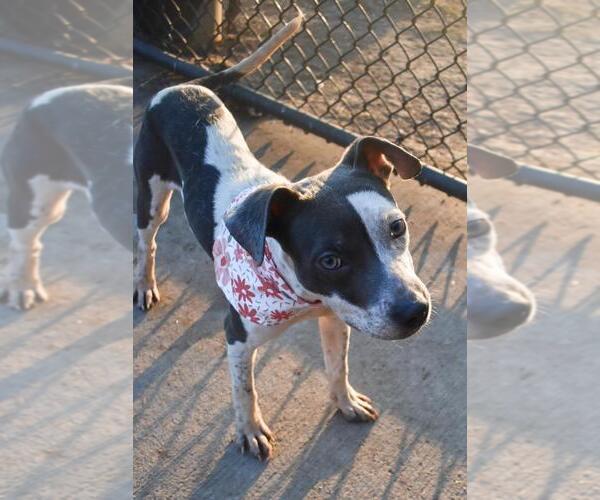 Medium Photo #1 Mutt Puppy For Sale in Tulsa, OK, USA