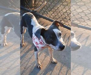 Mutt Dogs for adoption in Tulsa, OK, USA