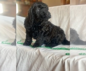 Goldendoodle (Miniature) Puppy for sale in INDIANAPOLIS, IN, USA