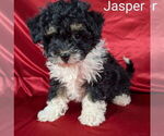 Image preview for Ad Listing. Nickname: Litter of 6