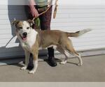Small Labrador Retriever Mix