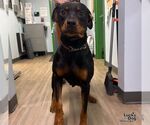 Dakota - Female Rottweiler-Unknown Mix Dog for Adoption - Small photo