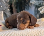 Small #8 Dachshund