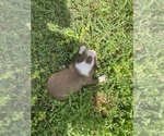 Small #7 Boston Terrier