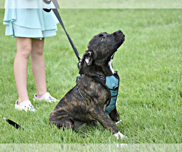Medium Photo #5 Border-Aussie Puppy For Sale in Spring Lake, NJ, USA