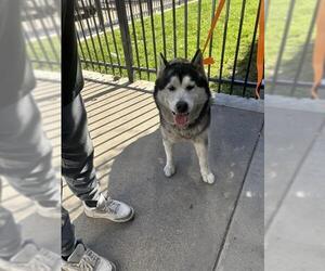 Siberian Husky Dogs for adoption in Stockton, CA, USA