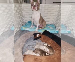 Mother of the Boston Terrier puppies born on 07/08/2025